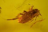 Fossil Aphid, Ant and Two Flies in Baltic Amber #150705-1